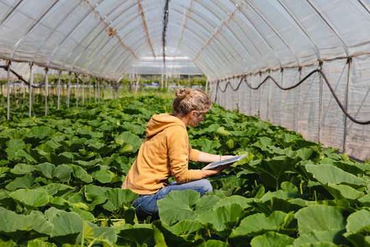 Woman checking the crops with the use of technology