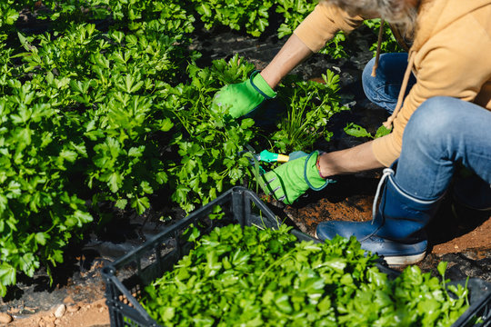 Farmer cutting the parsley in greenhouse