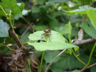 a bug is climbing on a leaf