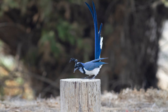Tail Up