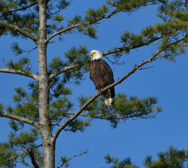 Bald Eagle High in a pine tree