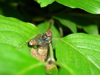 a fly is sitting on a leaf