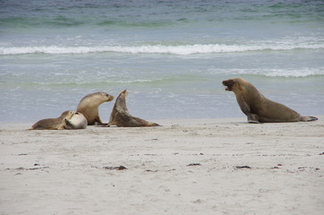 Fototapeta premium seal