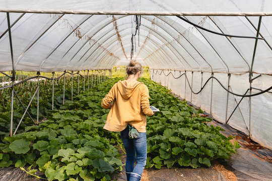 Farmer using a digital tablet at work in a greenhouse