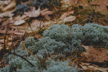 Colourful foliage