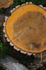 abgesägter Baumstamm mit 