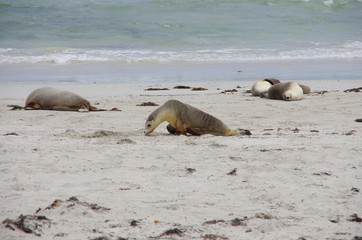 Fototapeta premium seal