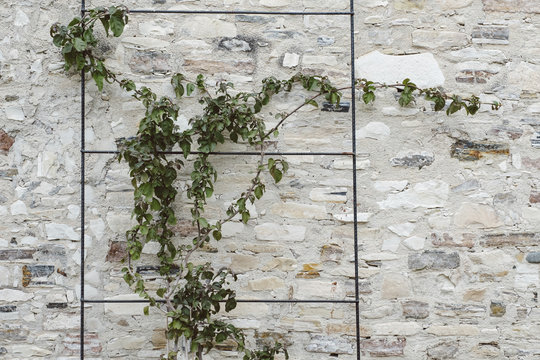A ivy by an old stone wall.
