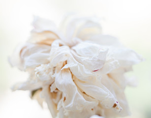Faded white peony flower