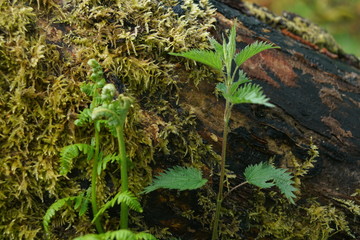 Urtica dioica Detail im Wald
