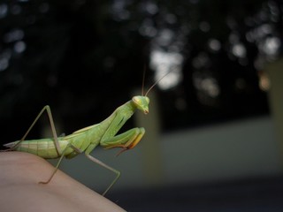 a mantis is climbing on the hand