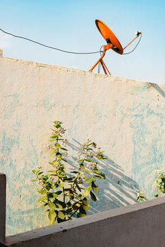 Gardening plant and satellite dish in rustic house with blue rough wall