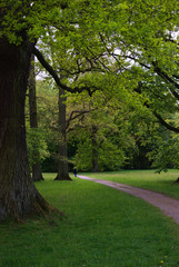 weg im park karlsaue kassel