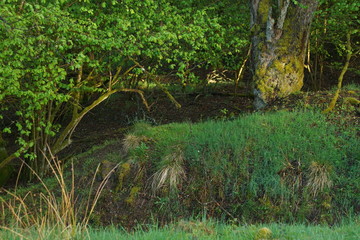 Wald Natur Urform im April