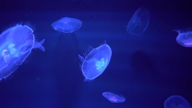 Fantastic jellyfish floating in the aquarium