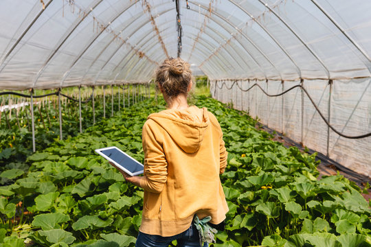 At work in a greenhouse using digital tablet