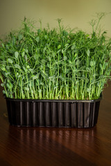 
Sprouts of young peas. Fresh herbs