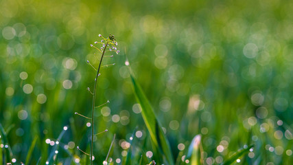 Wysoka trawa w wiosennym słońcu- bokeh z kropel wody - obrazy, fototapety, plakaty
