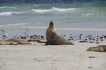 Fototapeta premium seal