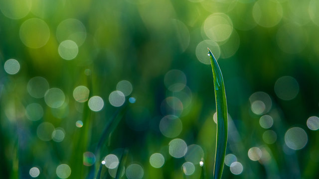 Wysoka trawa w wiosennym słońcu- bokeh z kropel wody