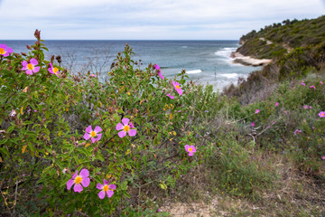 The pink flowers of the Cistus creticus plant, endemic to the island of Corsica, with the Mediterranean in the background
