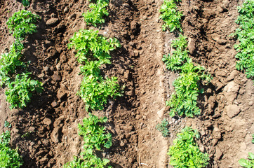 Rows of potato bushes plantation on farm field. Agriculture, growing food vegetables. Cultivation and care, harvesting in late spring. Agroindustry and agribusiness. Order and rules of landing spacing