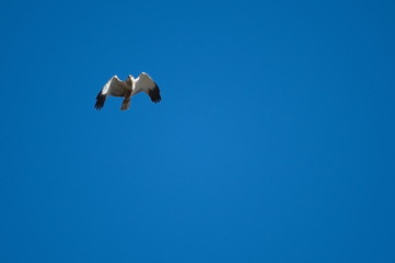 Fototapeta na wymiar sparrowhawk sky animals nature blue nature Falcon speed birds