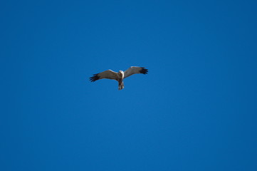 sparrowhawk sky animals nature blue nature Falcon  sky animals birds