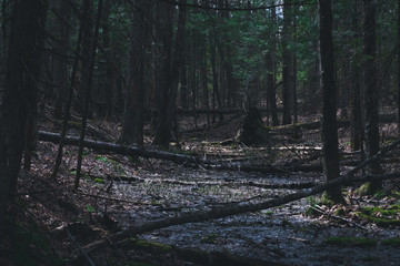 Dark forests, still and peaceful.