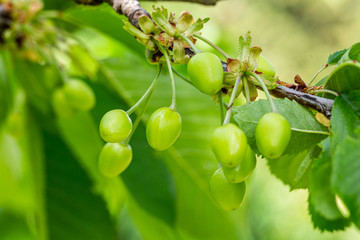 closeup bouquet of raw cherries on the branches with green leaves, in sunlight, for summer tasty and sweet cherries.
closeup of raw cherry on the tree in a sunny spring day. selective focus.