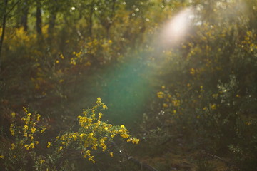 Wald Natur Urform im April