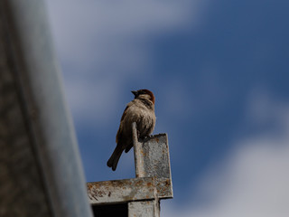 Sparrow on a heating main against a blue sky