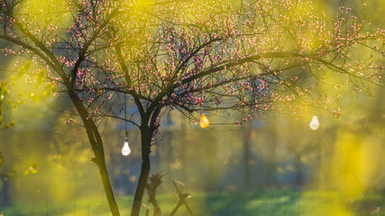 Fototapeta Wiosenne bajkowe kwitnące drzewo w ogrodzie obraz