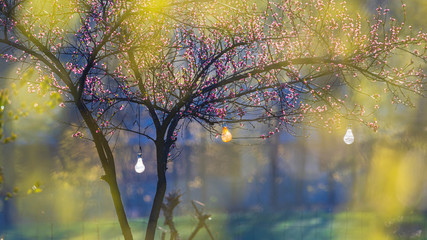 Fototapeta Wiosenne bajkowe kwitnące drzewo w ogrodzie obraz