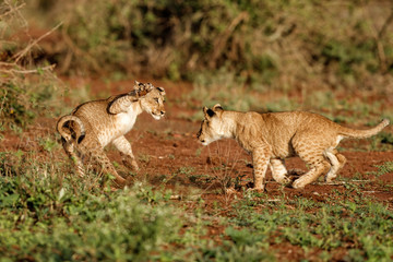 Two lion cubs are playing in the morning light in a game reserve in south africa
