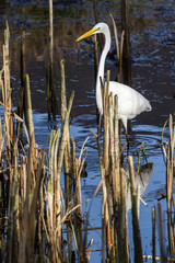 The great egret - Ardea alba