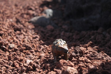 jurassic at lanzarote