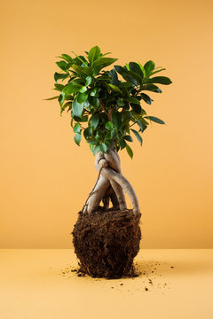 Plant With Roots On The Orange Background