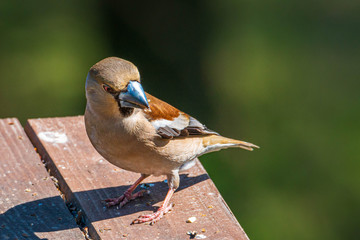 Ptak grubodziób (Coccothraustes coccothraustes)