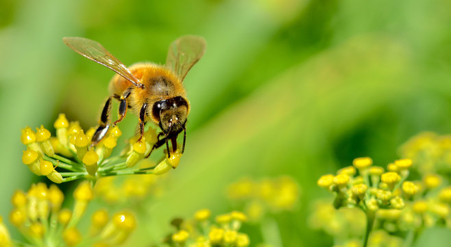 A Honey bee (Apis mellifera) sucking nectar from a tiny yellow fennel flower with its tongue-like proboscis. Long Island, NY.  Closeup.  Copy space. 