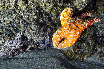 ochre sea stars