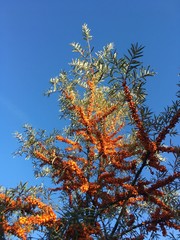 sea buckthorn against the blue sky