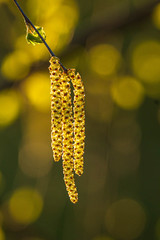 Wiosenne liście i owoce zielonym tłe i bokehem © Michal45