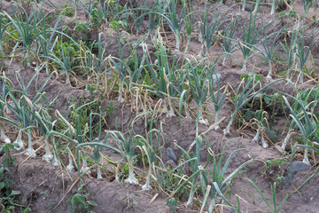 Campos de cebolla (acercamiento)