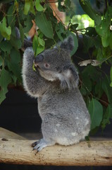 Koala bear