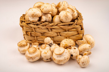 Young mushrooms in a wicker basket and young mushrooms scattered on a white background. Close up.