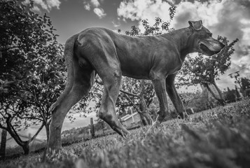 Cão grande no campo em preto e branco