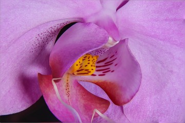 nice velvet orchid macro
