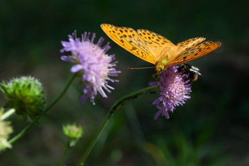 A yellow butterfly in black spots and stripes sits on a flower in the garden. Spring time. Bumblebee. Purple flower. Green background from plants © Valeria Ivi
