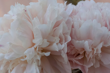 peony